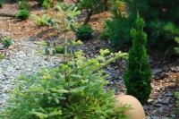 Abies koreana Silberlocke Thuja occidentalis Brobeсk s Tower